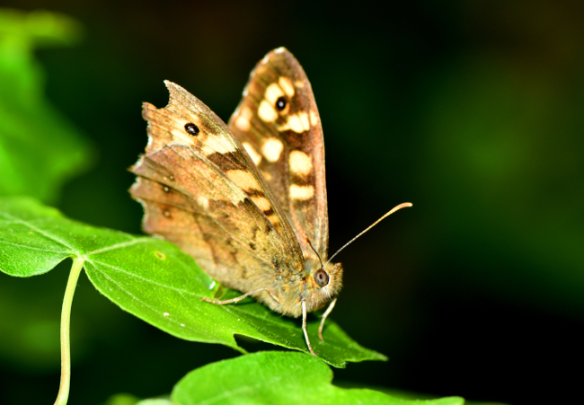 Pararge aegeria, Nymphalidae